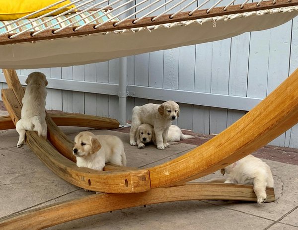 Tapis rafraichissant chien xxl : le confort ultime en été