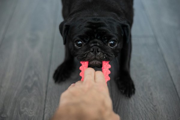Comment magnétiser les animaux pour soulager certains de leurs maux ?