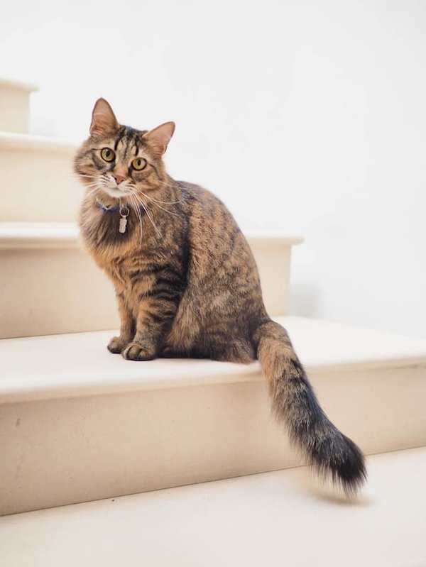 Quels types de jouets d'intelligence conseiller pour un chat de race Bengal?