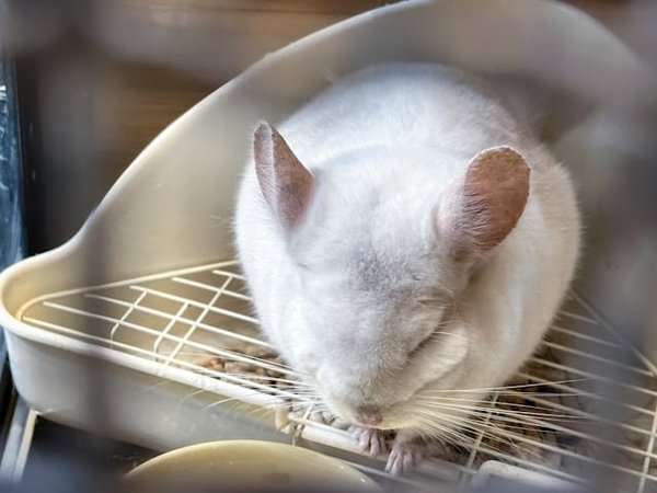 Comment les hamsters signalent-ils leur stress et comment y remédier?