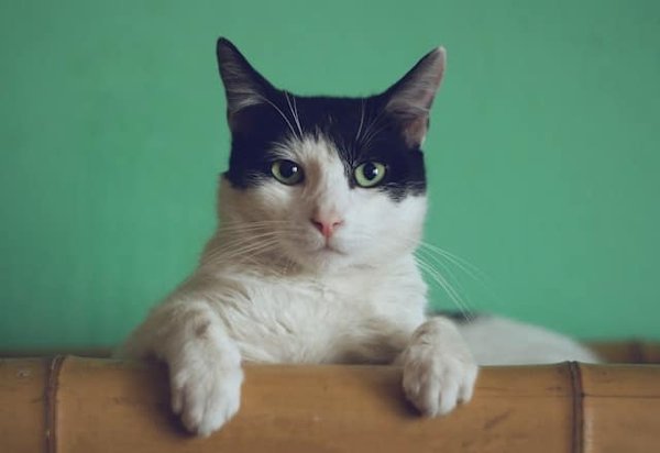 Quels sont les signaux indiquant qu'un chat de race Burmese souffre de douleurs articulaires?