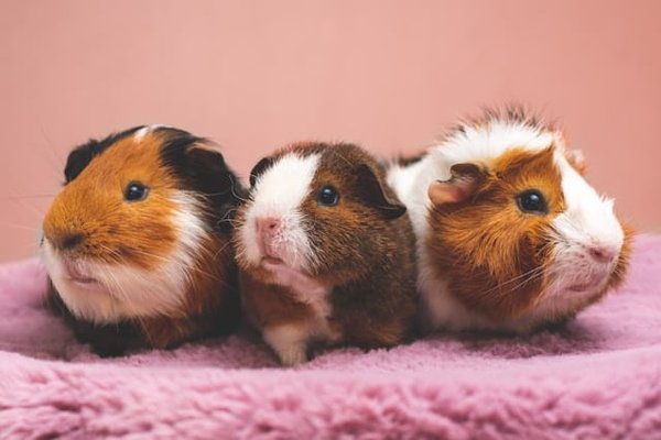 Quelle est la durée de gestation d'un hamster d'or et comment préparer l'arrivée des petits?