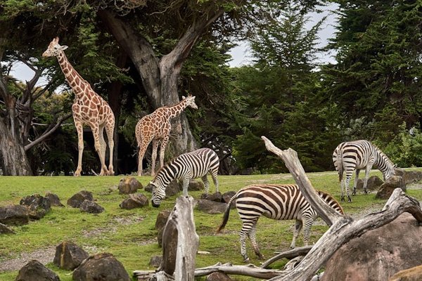 Quelles sont les méthodes d'enrichissement de l'environnement pour les animaux de zoo?