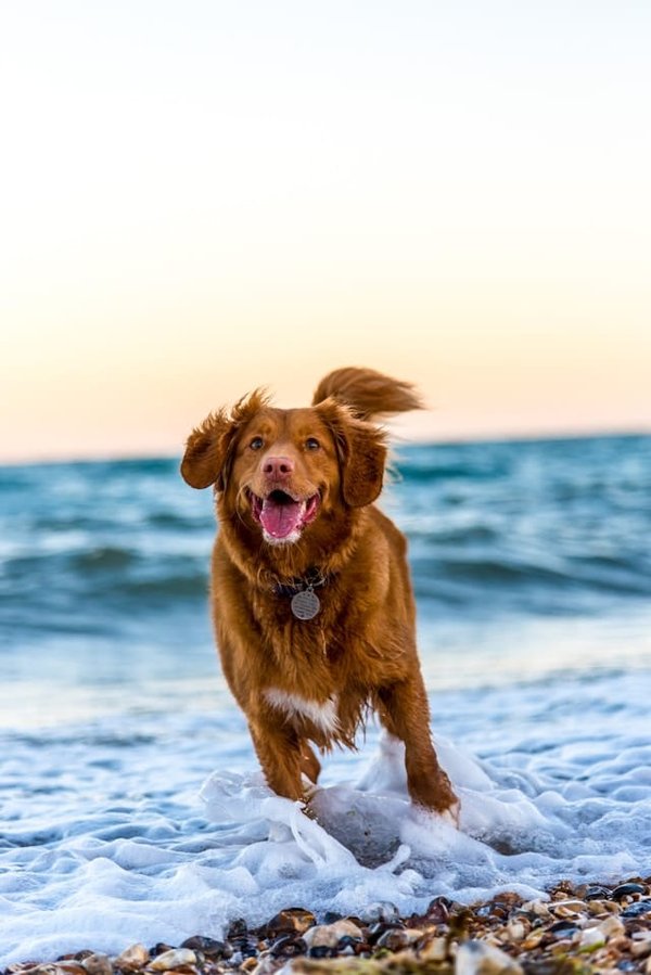 Quelle approche utiliser pour enseigner à un chien de race Golden Retriever à ne pas tirer en laisse?