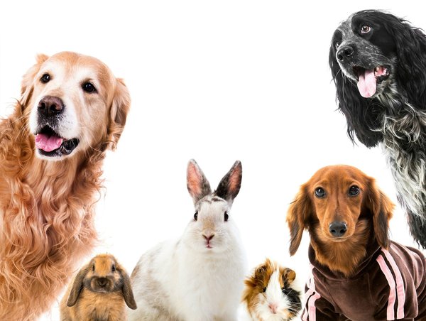 Conseils essentiels pour le bien-être de vos animaux